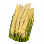 Selyem farkas farok fű