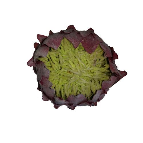 Mű Protea virágfej