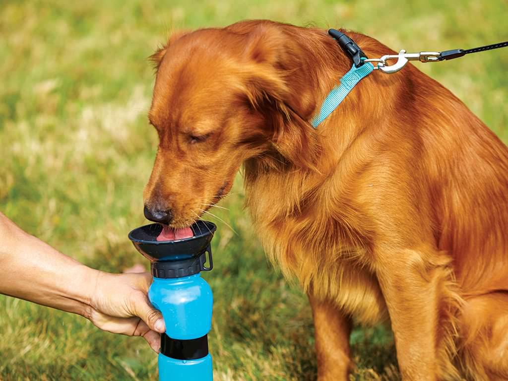 Kutya itató - The Water Bottle For DOGS ON THE GO !