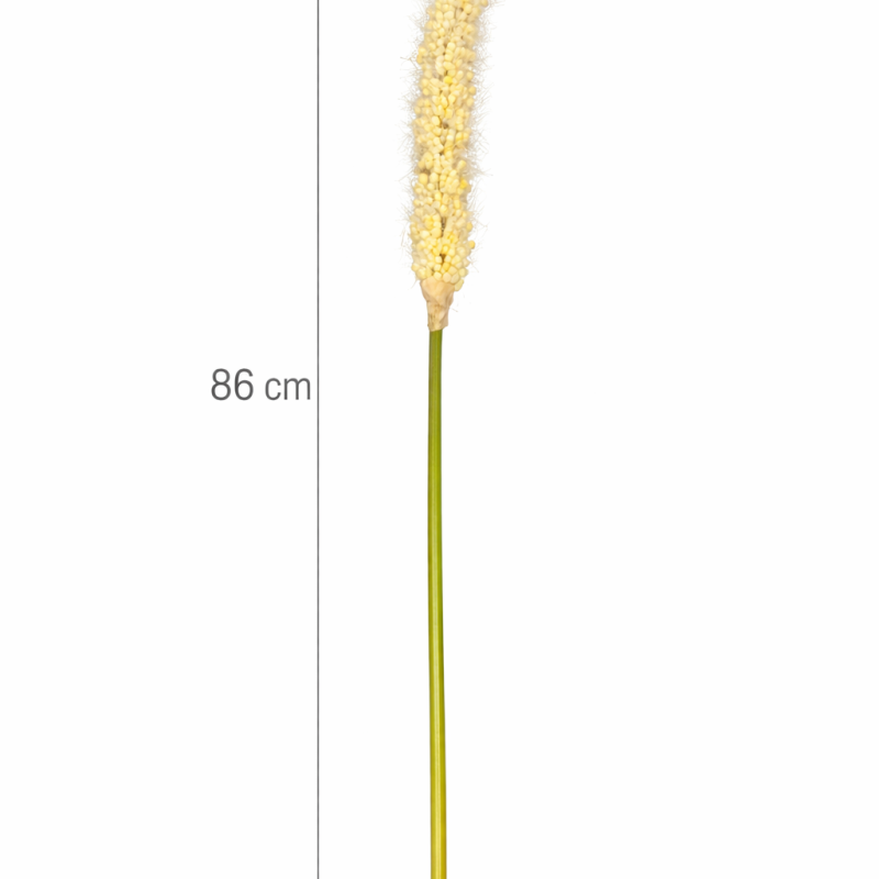 Selyem farkas farok fű